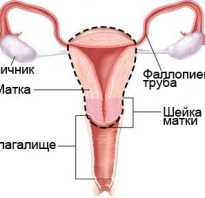 Рак шейки матки; скрининг и профилактика