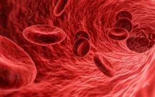 Сколько литров крови в организме человека