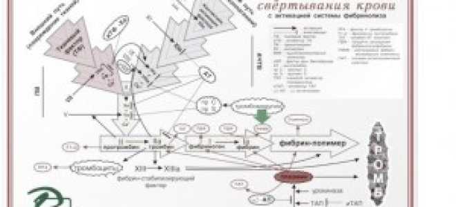Фактор свертываемости крови 13, субъединица A1 (F13A1)