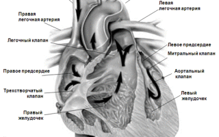 Клапаны сердечнососудистой системы – анатомия ворот для крови