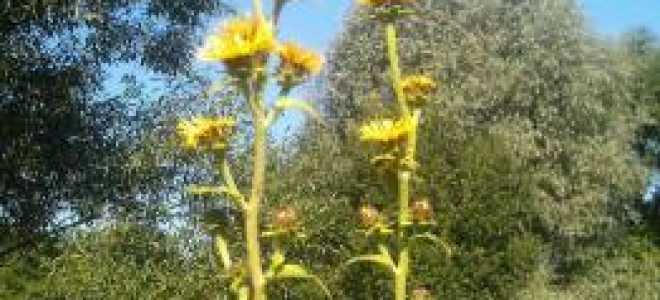 Девясил – описание с фото растения; его лечебные свойства и противопоказания; польза и вред; применение в кулинарии и для лечения (с рецептами)