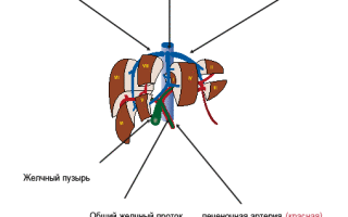 Анатомия печени расположение строение структура